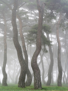 KKHP8757. 소나무와 안개 솔향 (4,000만화소 고해상도 이미지)