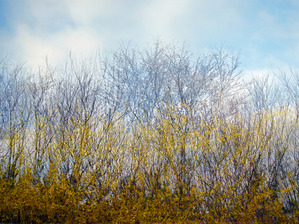 PDRK1456. 계절의 공존 봄이오는 길목에서